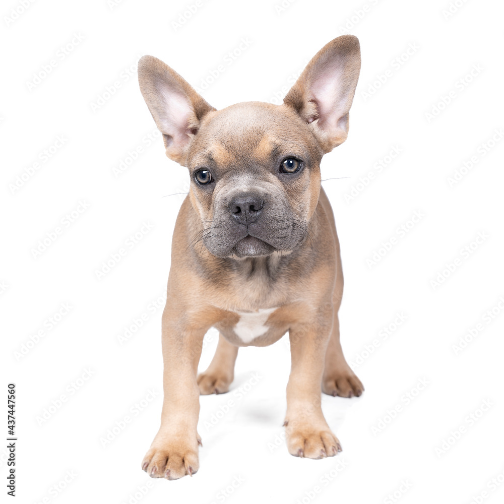 Studio shot of an adorable French bulldog puppy standing on isolated white background looking at the camera with copy space