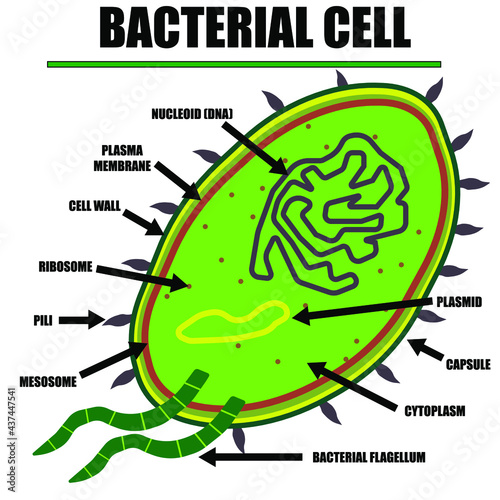 Bacterial Cell Color Diagram of organelles inside the cell wall for science and biology concepts. 