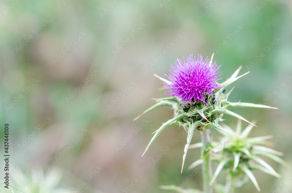Close-up of a thistle flower with selective focus Close-up of a thistle flower with selective focus