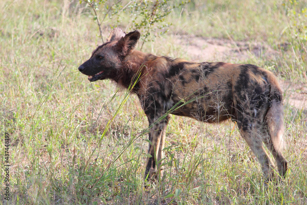 Afrikanischer Wildhund / African wild dog / Lycaon pictus. Afrikanischer Wildhund / African wild dog / Lycaon pictus.