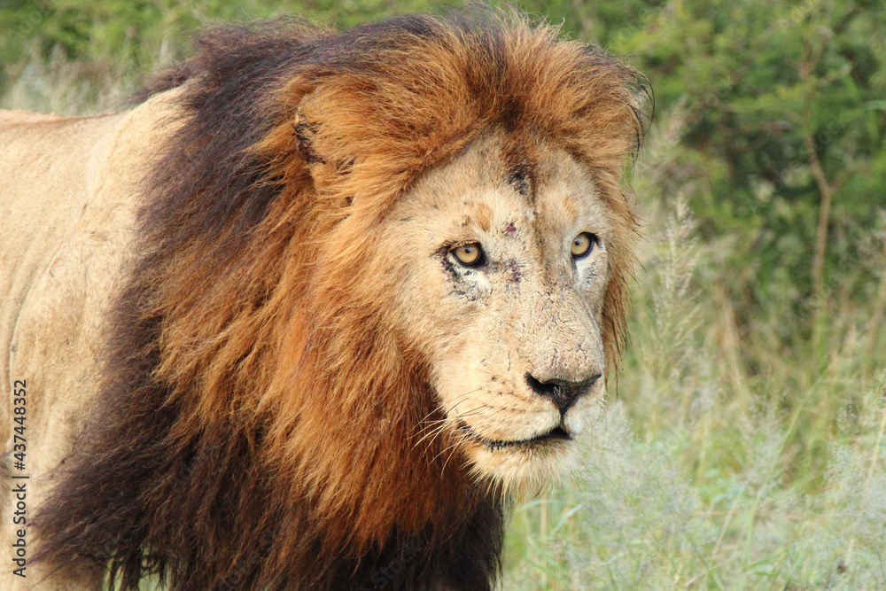 Afrikanischer Löwe / African lion / Panthera Leo. Afrikanischer Löwe / African lion / Panthera Leo.