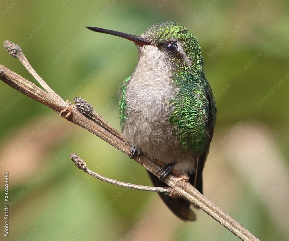Fototapeta premium hummingbird on a branch