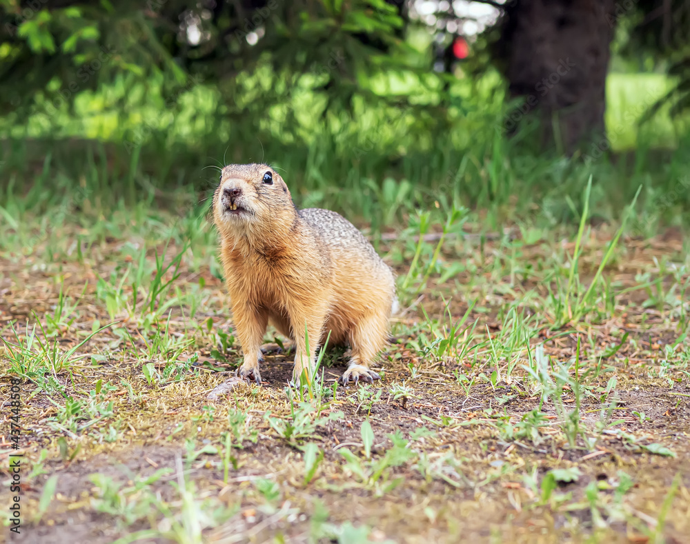 European gopher is sitting on the lawn looks at the camera. Close-up. Portrait of an animal. European gopher is sitting on the lawn looks at the camera. Close-up. Portrait of an animal.