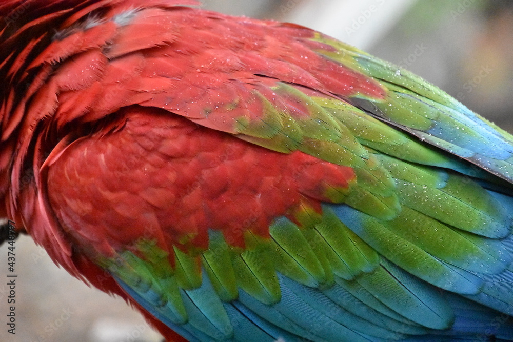 Fototapeta premium Red and green Macaw eating seeds outdoors 