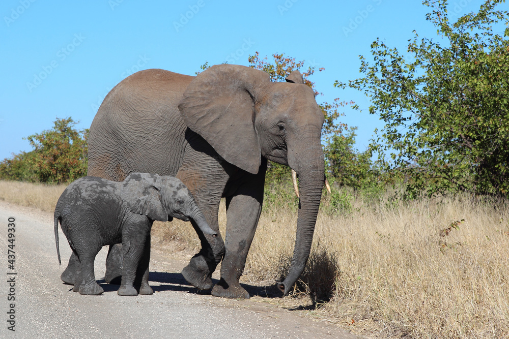 Afrikanischer Elefant / African elephant / Loxodonta africana... Afrikanischer Elefant / African elephant / Loxodonta africana...