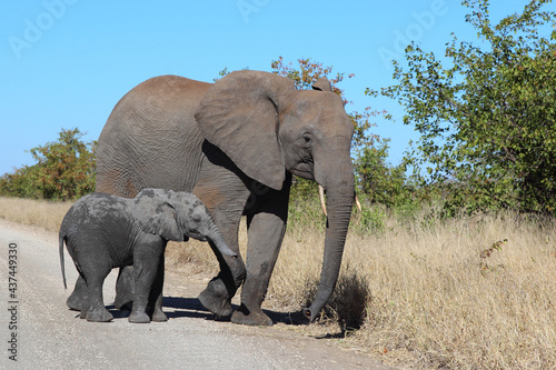 Afrikanischer Elefant   African elephant   Loxodonta africana...
