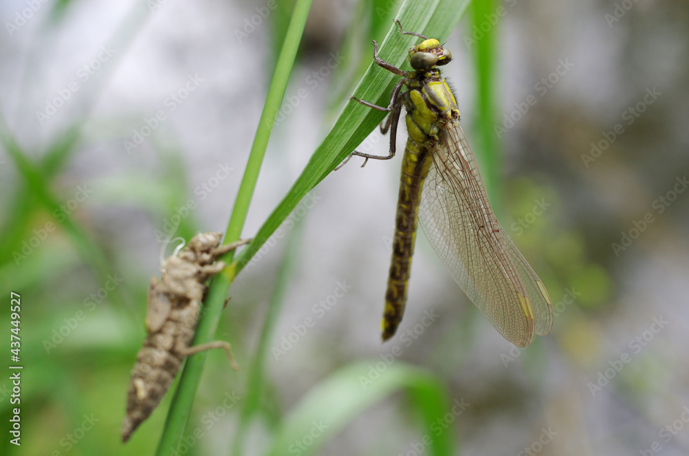 A yoke dragonfly that has just emerged from a nymph against the backdrop of a river. A yoke dragonfly that has just emerged from a nymph against the backdrop of a river.