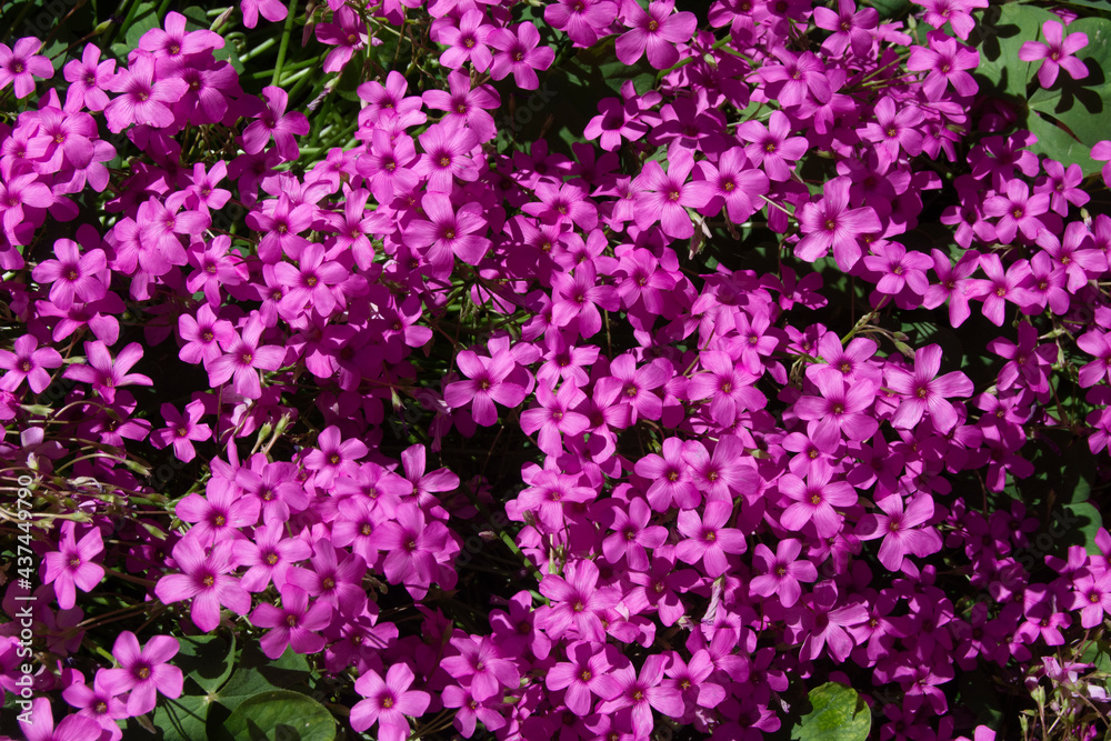 Flores rosas en el jardín en primavera
