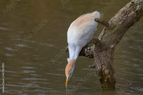 Héron garde-boeuf Bubulcus ibis en Camargue perché ou dans un arbe photo