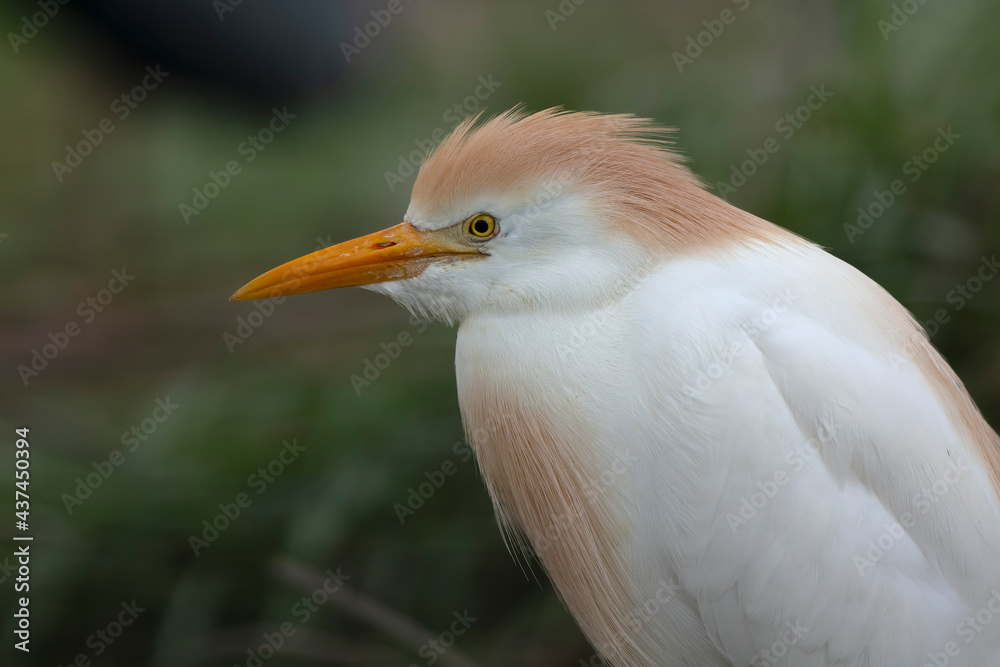 Héron garde-boeuf Bubulcus ibis en Camargue perché ou dans un arbe Héron garde-boeuf Bubulcus ibis en Camargue perché ou dans un arbe