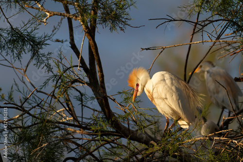 Héron garde-boeuf Bubulcus ibis en Camargue perché ou dans un arbe photo