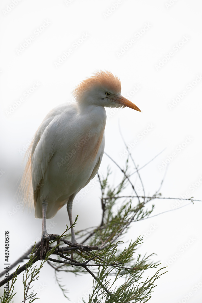 Héron garde-boeuf Bubulcus ibis en Camargue perché ou dans un arbe Héron garde-boeuf Bubulcus ibis en Camargue perché ou dans un arbe