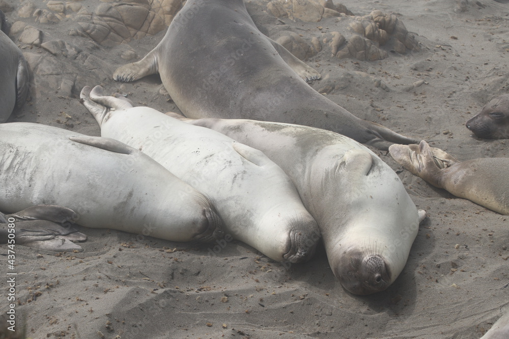Fototapeta premium Seeelefanten beim Sandbaden