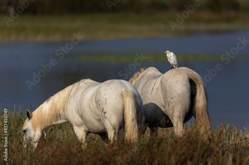 H  ron garde-boeuf Bubulcus ibis en Camargue perch   ou dans un arbe