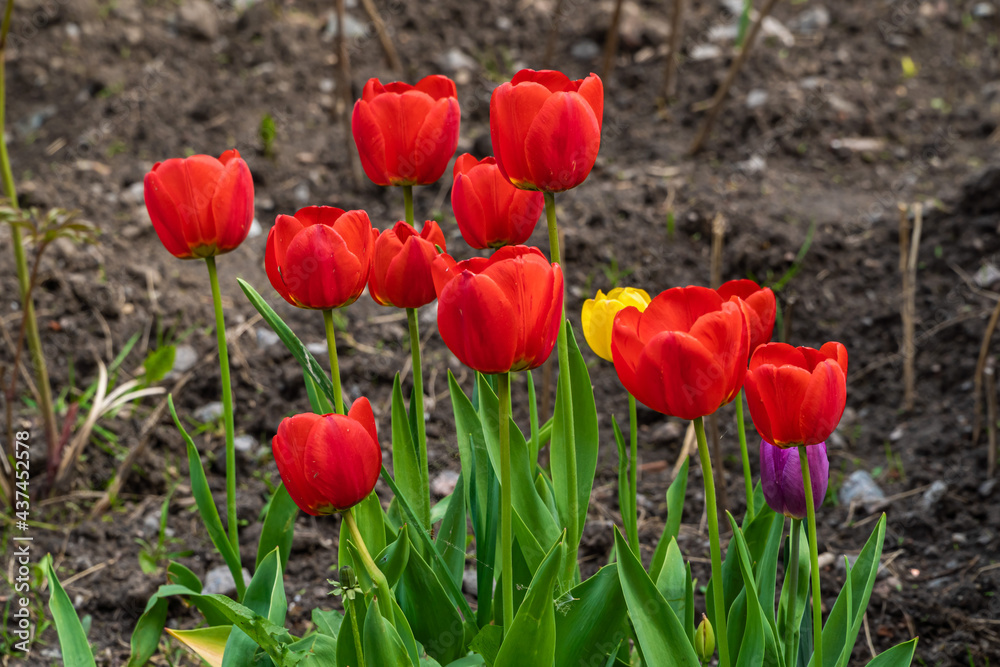 Russia. May 19, 2021. Bright tulips bloomed in the courtyards of Kronstadt. Russia. May 19, 2021. Bright tulips bloomed in the courtyards of Kronstadt.