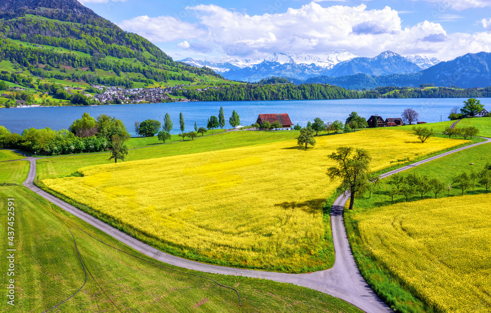 Blooming canola fields on Lake Lucerne, Switzerland