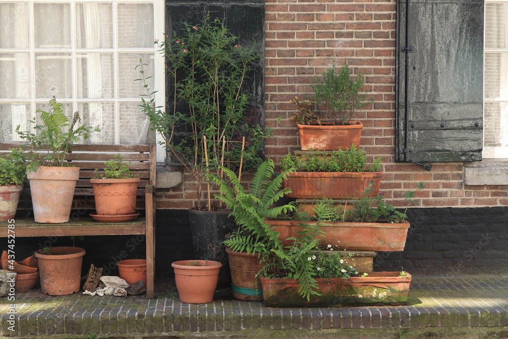 Amsterdam Jordaan Pavement View with Green Plants in Terracotta Pots