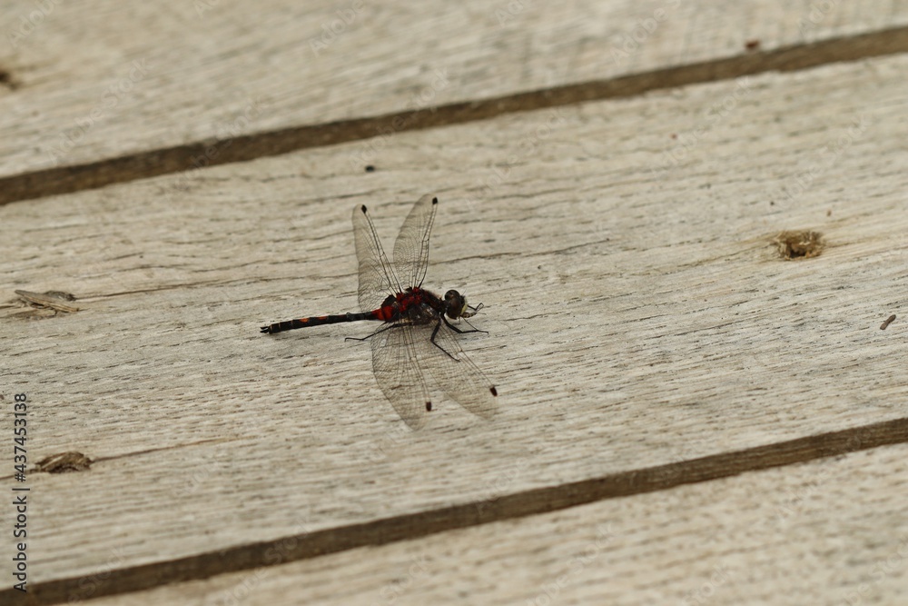 Männliche Kleine Moosjungfer (Leucorrhinia dubia)