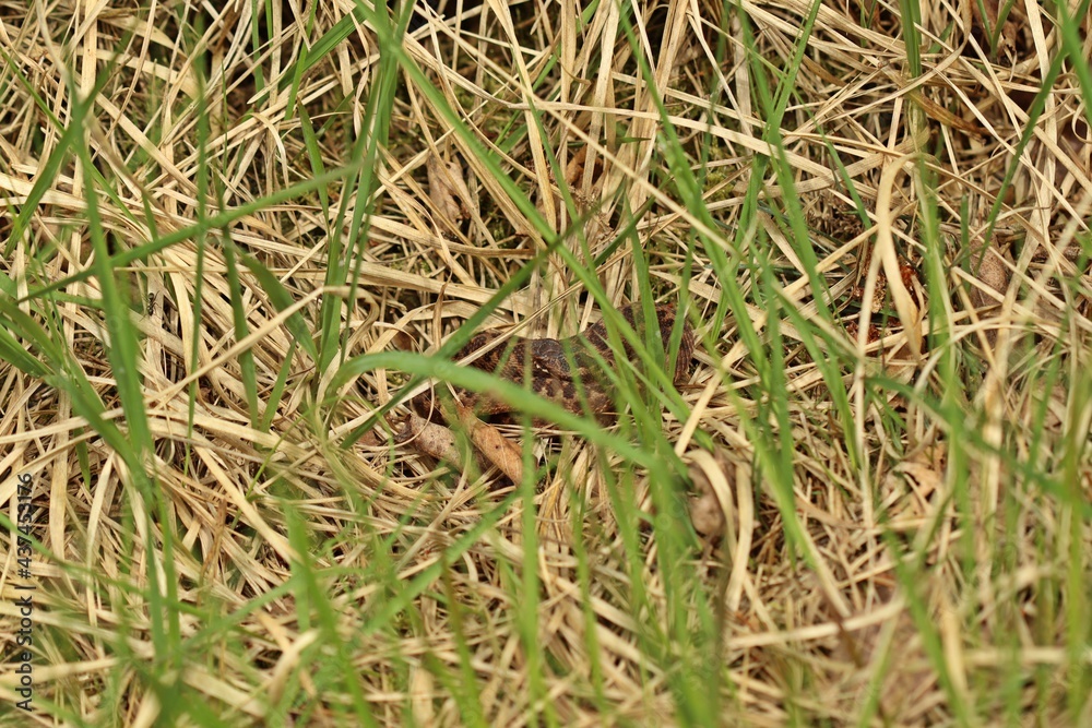 Junge Kreuzotter (Vipera berus) im Moor Junge Kreuzotter (Vipera berus) im Moor