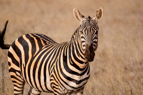 Zebra portrait. Tsavo west national park. Kenya. Africa
