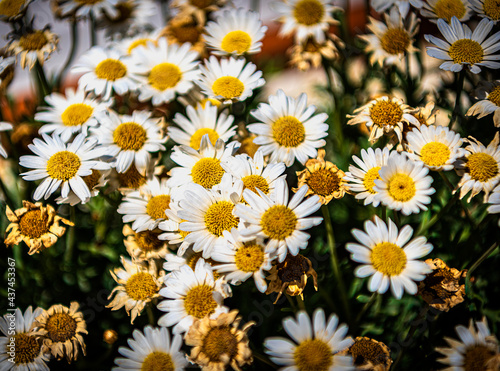 daisies  the flowers that herald the arrival of spring