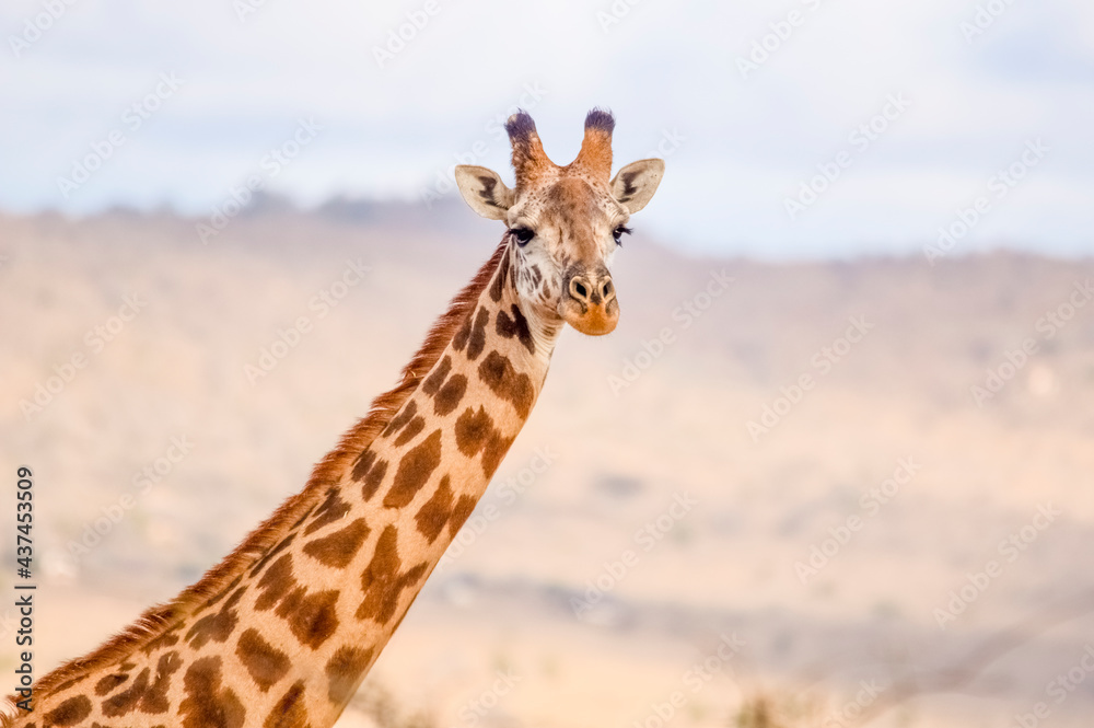 Portrait of Rothschild's giraffe. Tsavo West National Park. Kenya, Africa