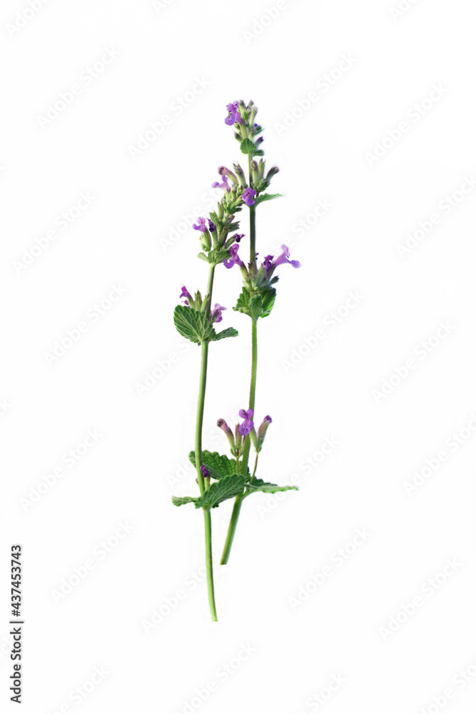 Obraz premium Lilac flowers on a white background.Flower photo.Minimalism.