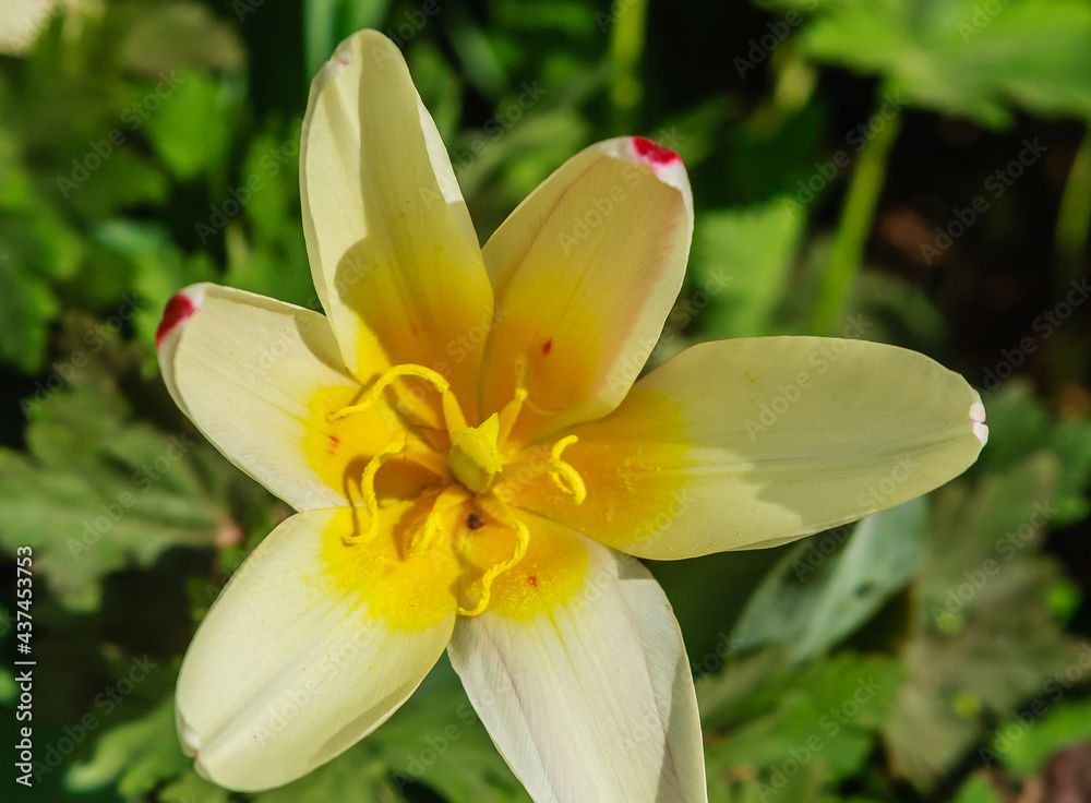 Narcissus. Pharmaceutical Garden (branch of the Moscow State University Botanical Garden), Moscow