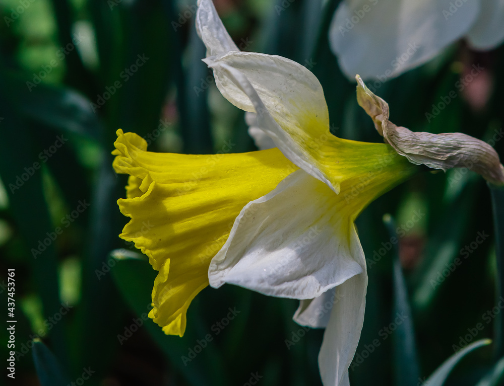 Daffodil (Narcissus 'Jack Snipe', Narcissus Jack Snipe), Cyclamen daffodil