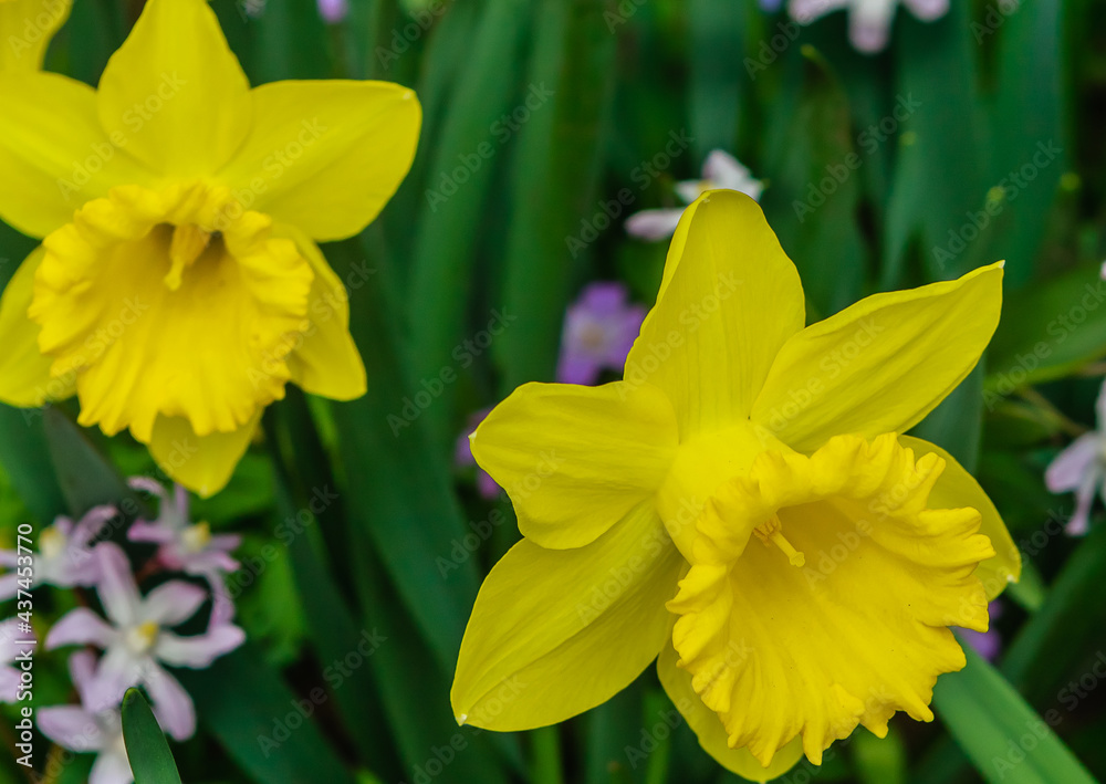 Daffodils of the Marieke variety. Aptekarskiy Ogorod (branch of the Botanical Garden of Moscow State University), Moscow.