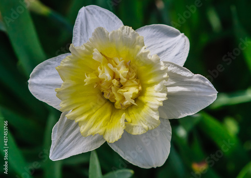 Narcissus of the Replete variety. Pharmaceutical Garden (branch of the Moscow State University Botanical Garden), Moscow