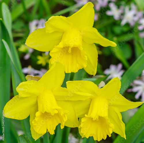 Obraz na płótnie Daffodils of the Marieke variety. Aptekarskiy Ogorod (branch of the Botanical Garden of Moscow State University), Moscow. w salonie