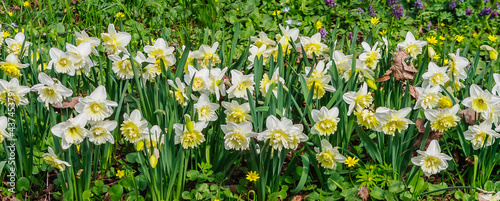 Obraz na płótnie Narcissus. Pharmaceutical Garden (branch of the Moscow State University Botanical Garden), Moscow w salonie