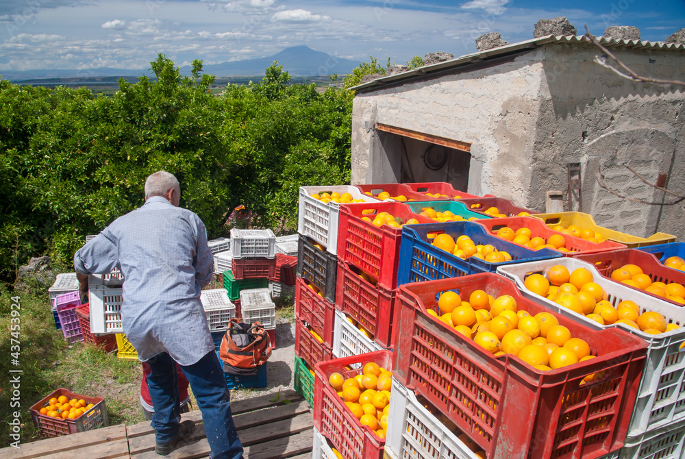 Just picked oval oranges inside boxes during harvest time in Sicily