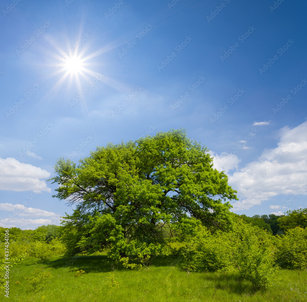 alone green tree among green prairie at the sunny day, summer countryside natural background alone green tree among green prairie at the sunny day, summer countryside natural background