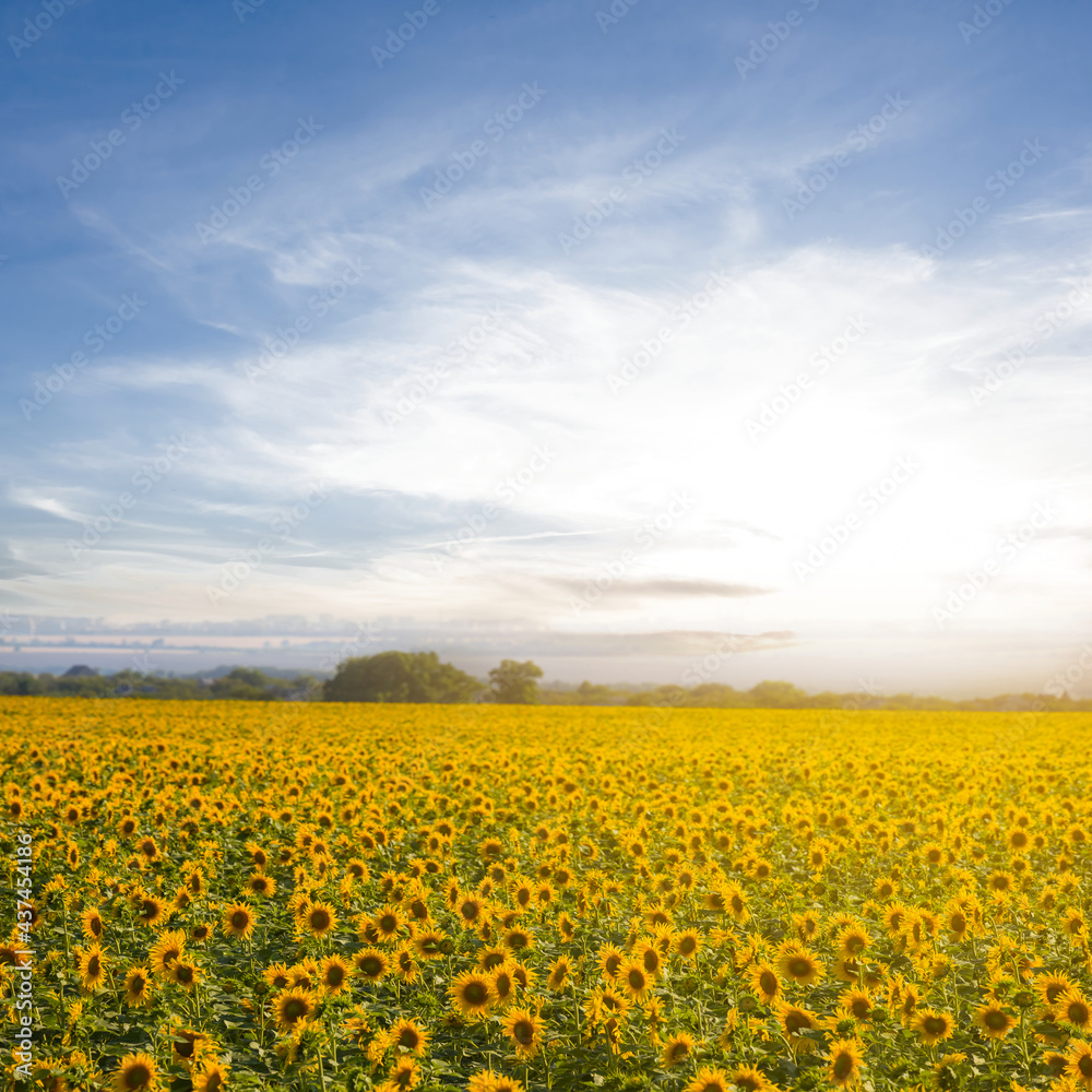 golden sunflower field at the sunset, agricultural countryside scene