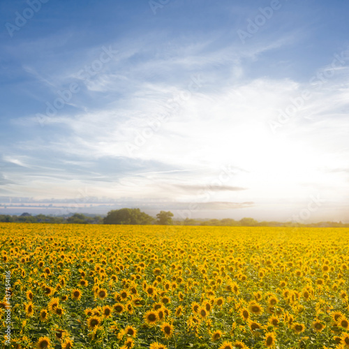 golden sunflower field at the sunset, agricultural countryside scene