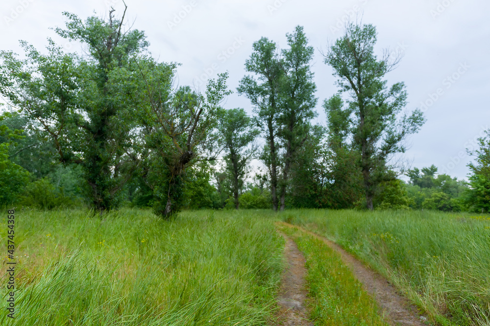 green forest glade with ground road, countryside scene