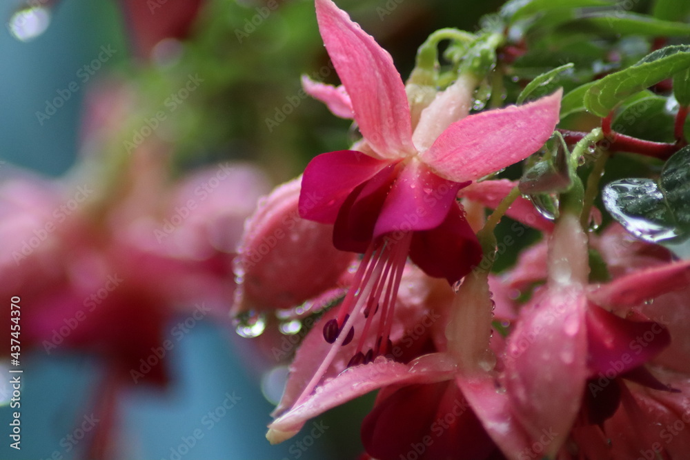 close up of pink flower close up of pink flower
