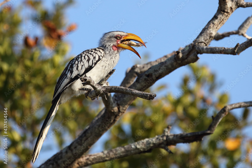Obraz premium Südlicher Gelbschnabeltoko / Southern yellow-billed hornbill / Tockus leucomelas