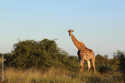 Canvas Print Giraffe / Giraffe / Giraffa camelopardalis