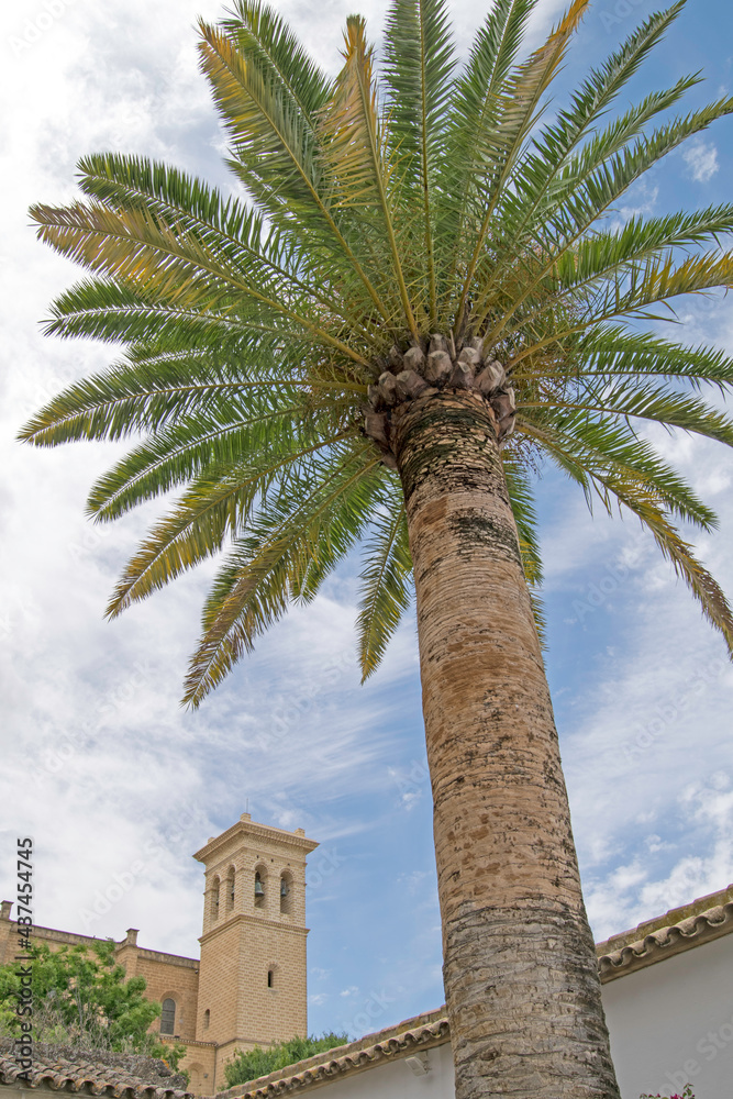 Palm tree, historic door and Collegiate church of Osuna in the background, Osuna, Seville, Andalusia, Spain