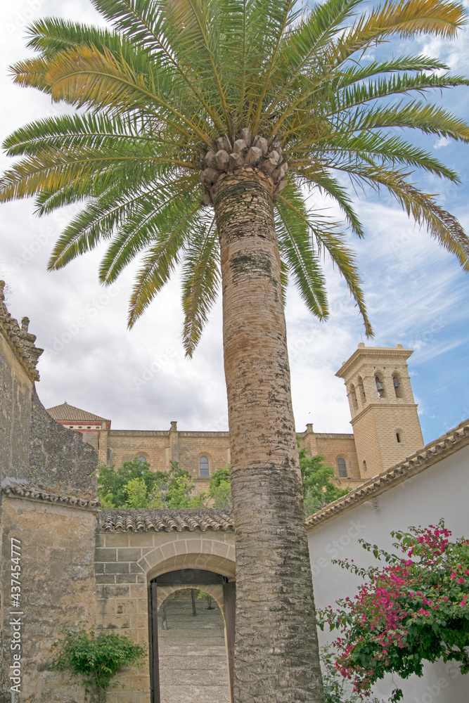 Palm tree, historic door and Collegiate church of Osuna in the background, Osuna, Seville, Andalusia, Spain