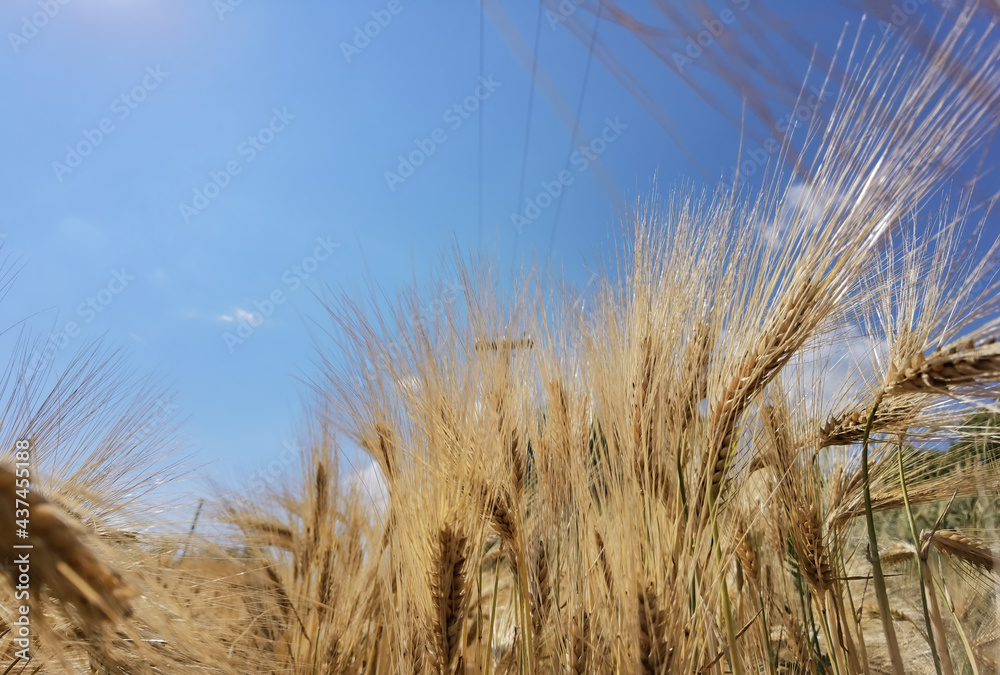 Fototapeta premium wheat ripe yellow sky blue in summer