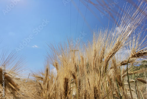 wheat ripe yellow sky blue  in summer