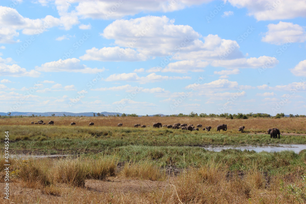 Afrikanischer Elefant / African elephant / Loxodonta africana.