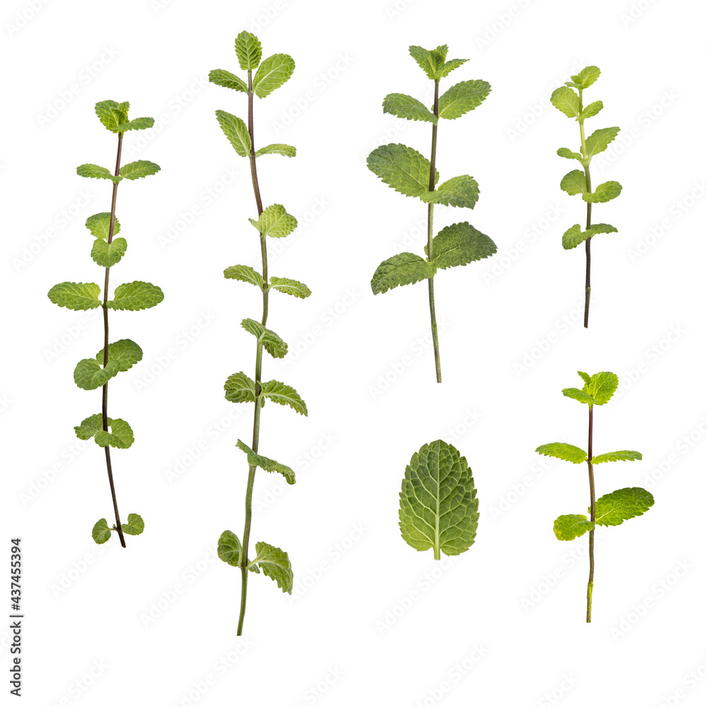 Fresh peppermint plant on a white background