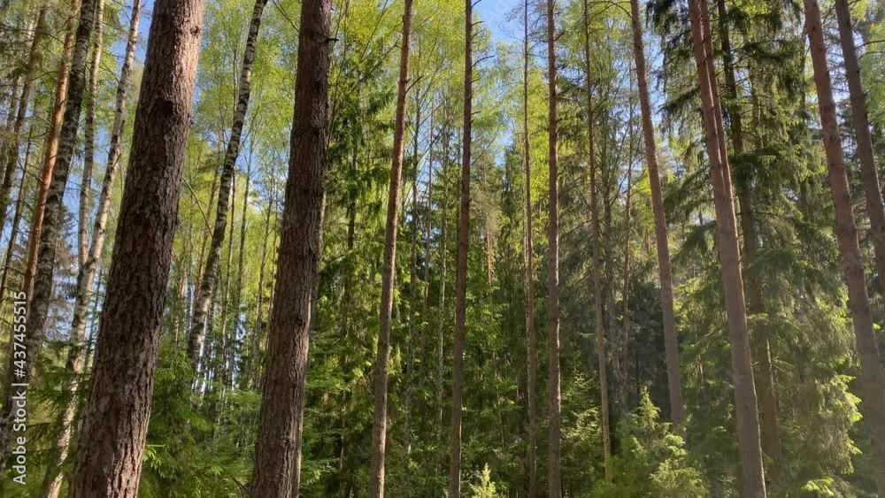 Beautiful summer morning in the forest. Sun rays break through the foliage of magnificent green tree. Magical summer forest. Walking through the forest with large green trees. Summer background UHD 4K Beautiful summer morning in the forest. Sun rays break through the foliage of magnificent green tree. Magical summer forest. Walking through the forest with large green trees. Summer background UHD 4K