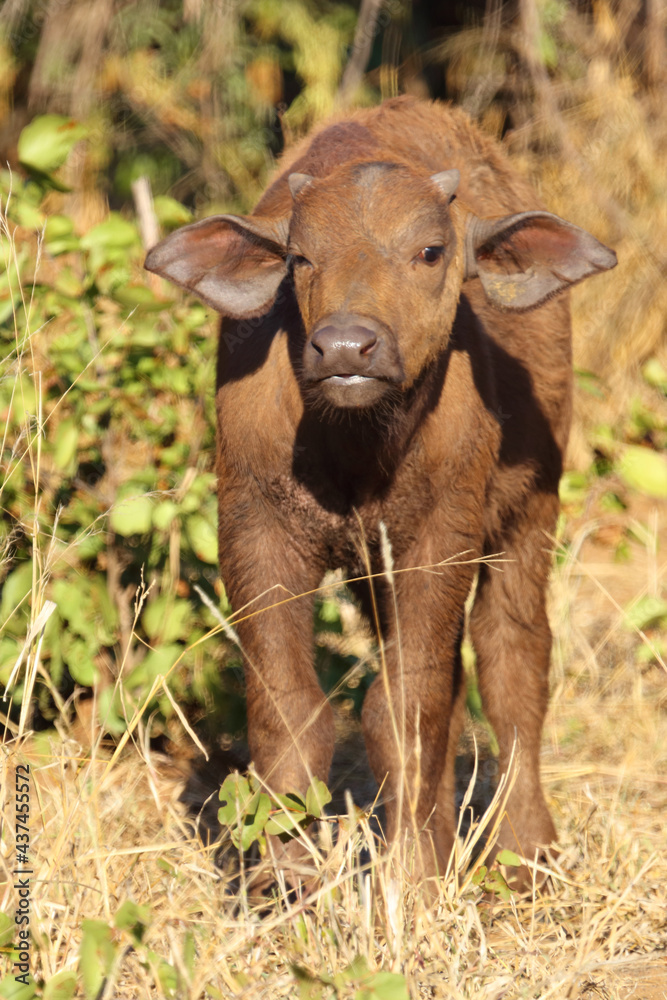 Kaffernbüffel / African buffalo / Syncerus caffer. Kaffernbüffel / African buffalo / Syncerus caffer.