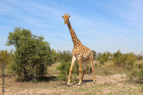 Giraffe   Giraffe   Giraffa camelopardalis